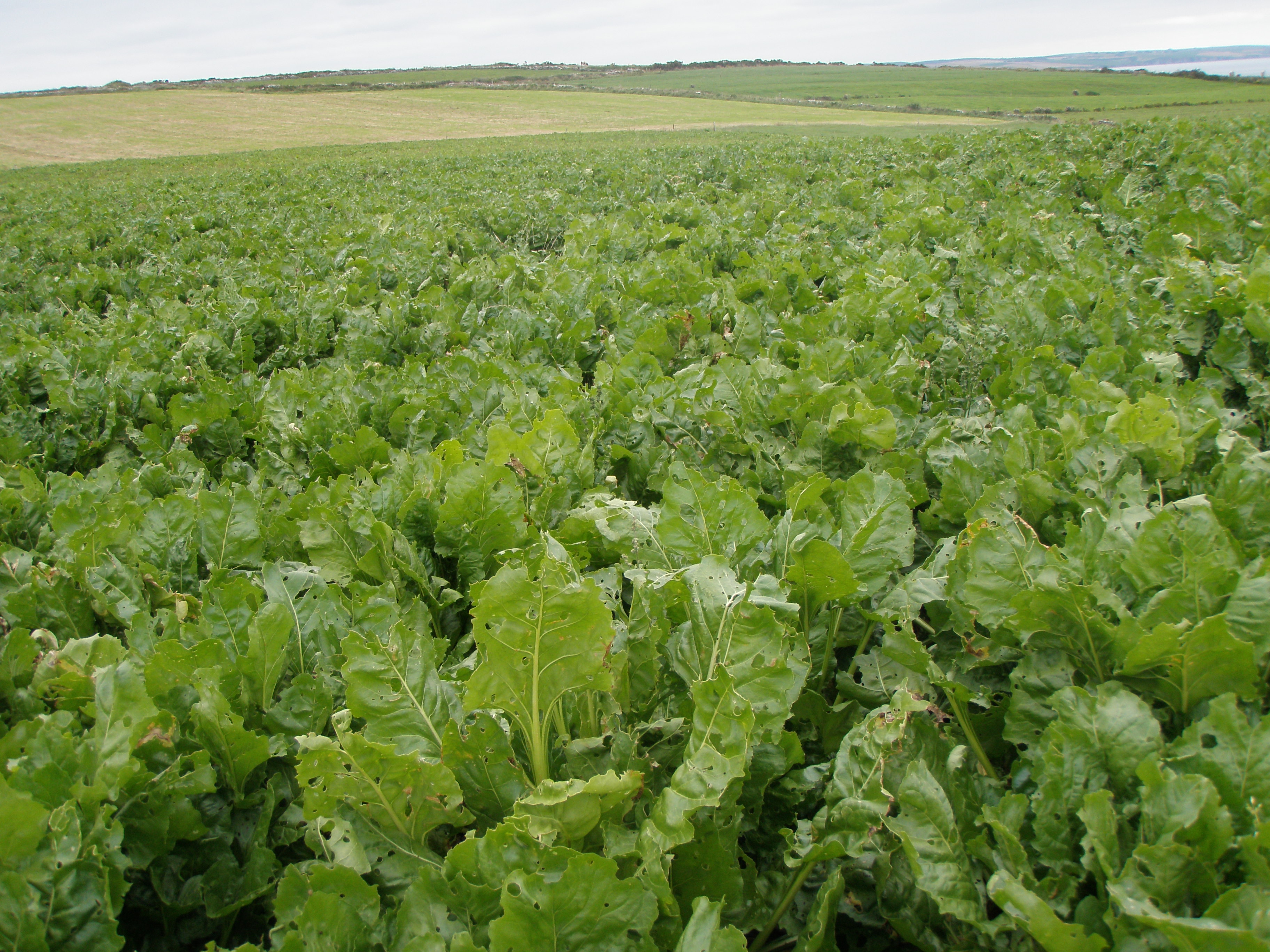 Beet Crop sown for geeseImage by Michael Martyn